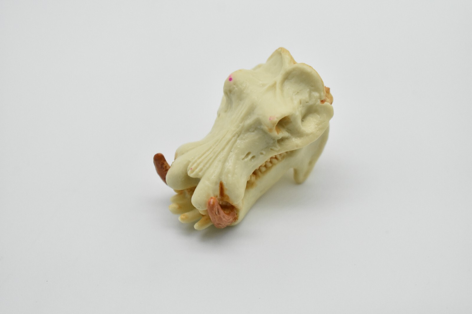 Hippo Skull, Hippopotamus Toy, Realistic Plastic Model 2 inches long