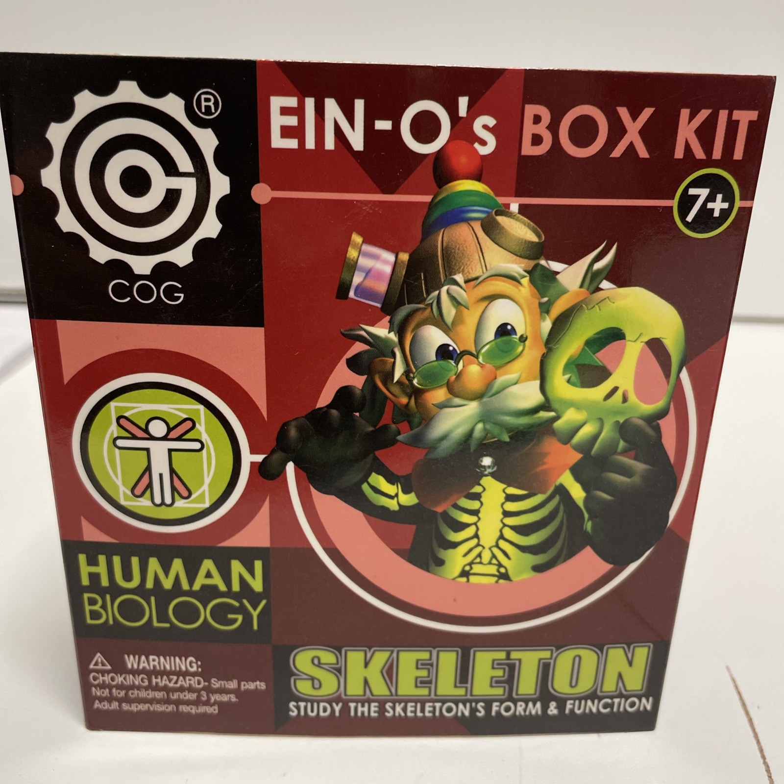Ein-O’s – SKULL & SKELETON – Models of Human Skeleton – A STEM Science Toy