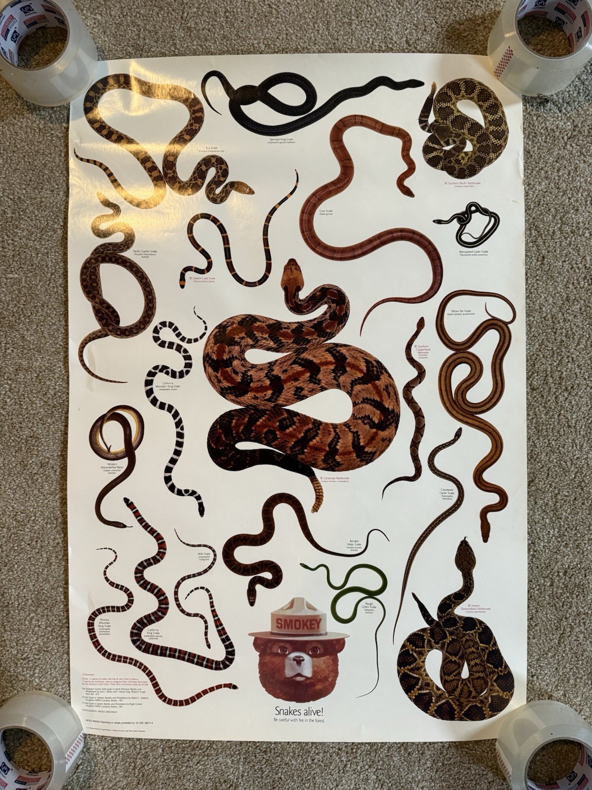 VTG Snakes Alive! Snakes Species Smokey The Bear Info 1980s Science Poster Sign