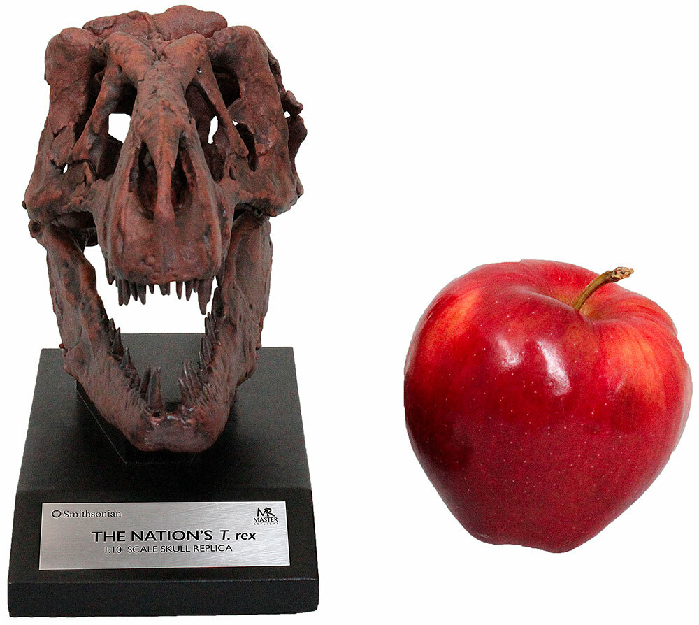 Tyrannosaurus Skull 1/10th Scale Smithsonian Licensed – The Nation’s T.rex