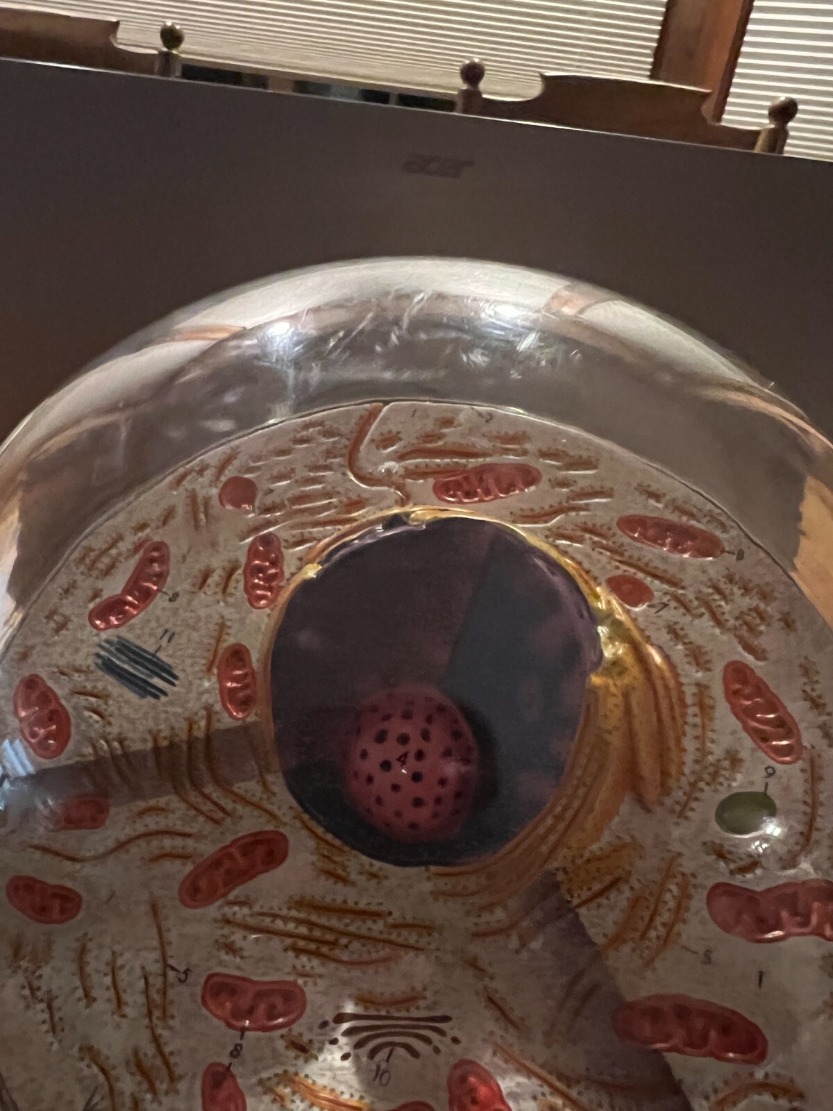 Hubbard Scientific 3-D Biological Cell Model Globe 1968
