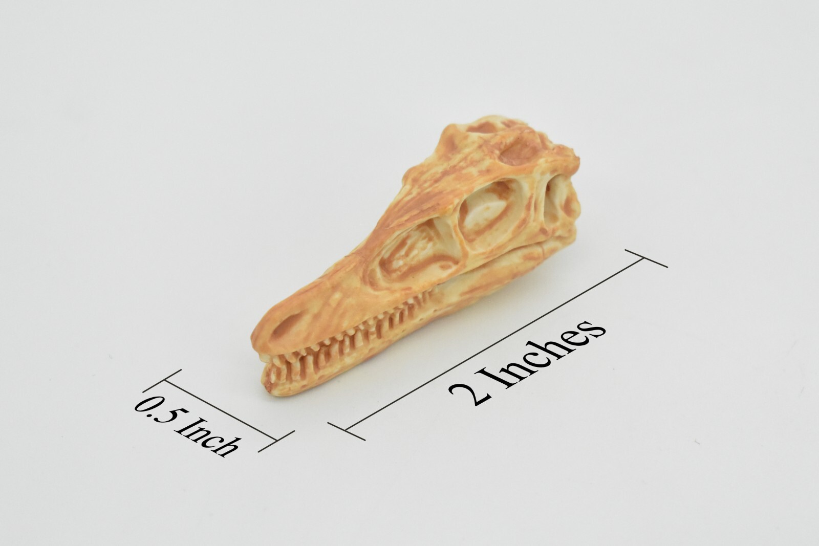 Velociraptor, Dinosaur Skull Fossil, Educational, Realistic Rubber Toy Model 2″