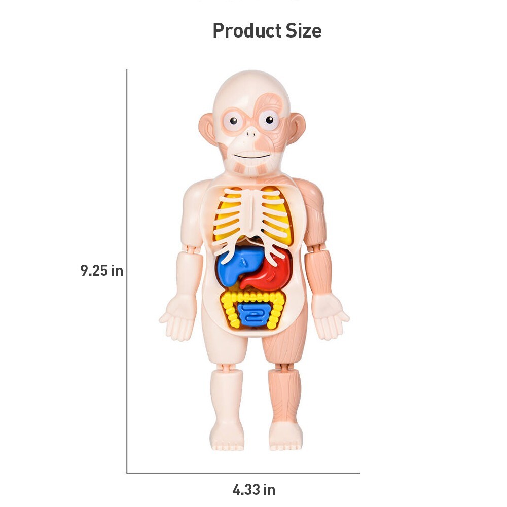 3D Human Body Organ Structure Anatomy Scientific Model Kit Education Toy for Kid