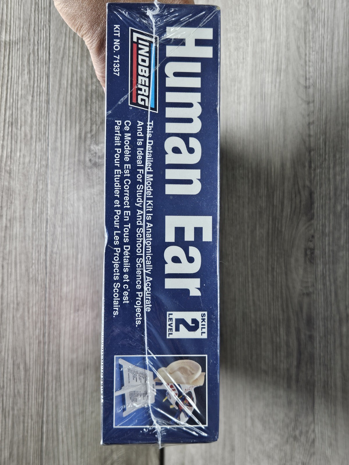 Linberd Human Ear Anatomically Accurate Unassembled Kit NIB Sealed