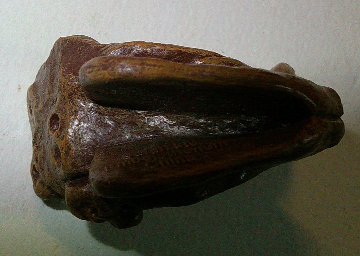 Embolotherium, Fossil Skull, Very Nice Plastic Reproduction 1 3/4″ Safari Lmt.