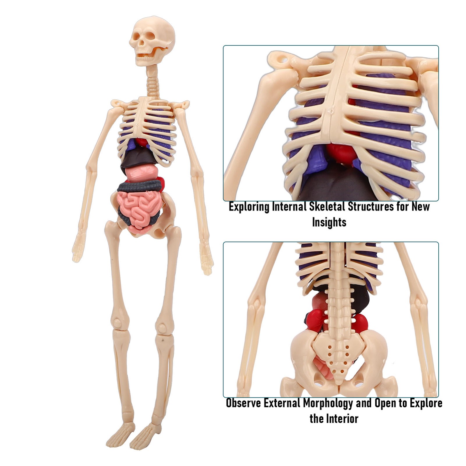 1-Clear Human Body Skeleton Model Kit 3D Human Anatomy Structure Model Kit