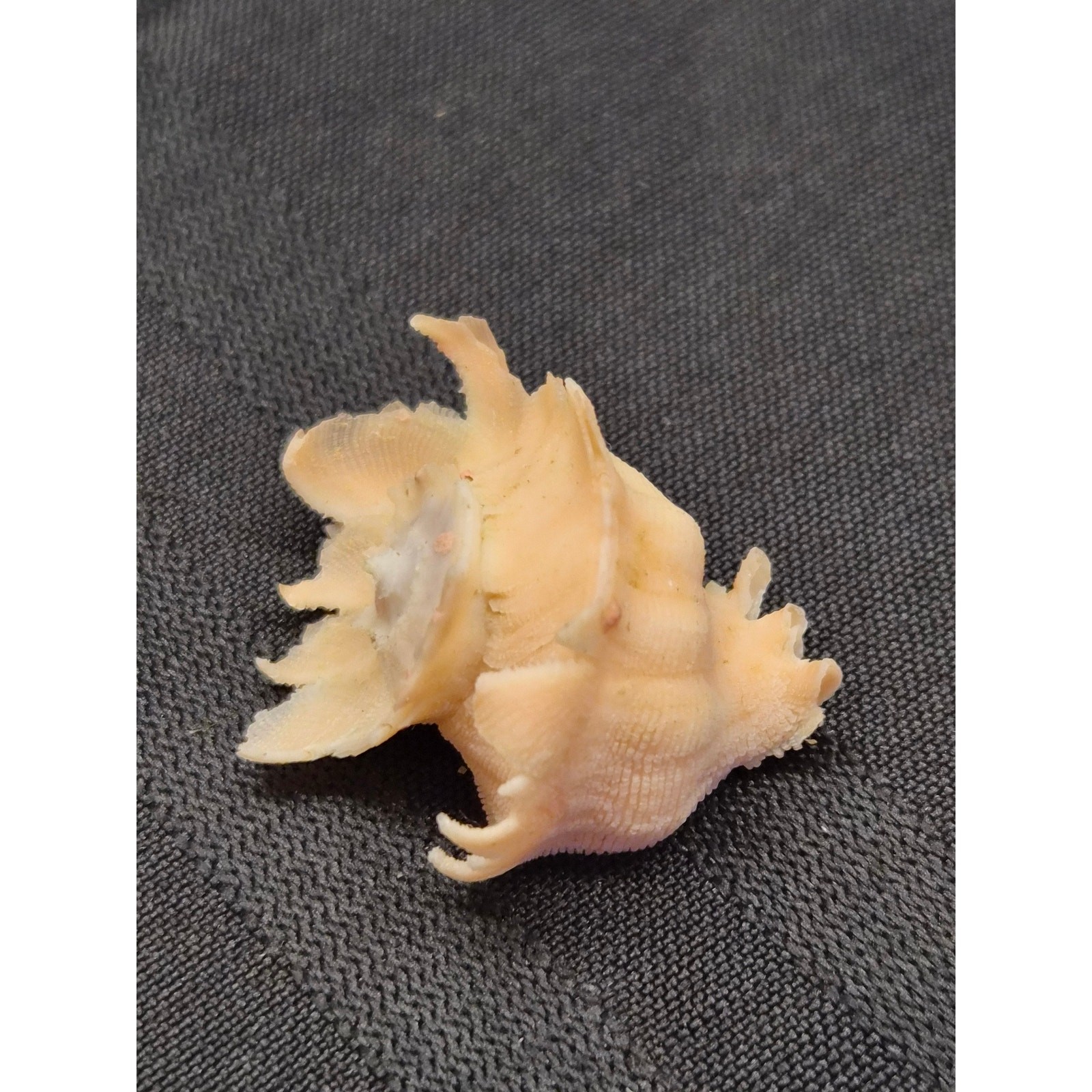 Babelomurex longispinosus 30mm Bohol Philippines Shell 11/16/1994 Label