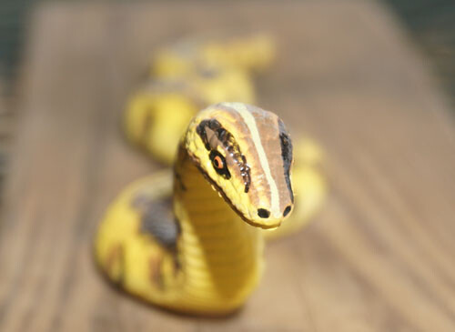 Python Replica – Little Slithering AAA Polyvinyl