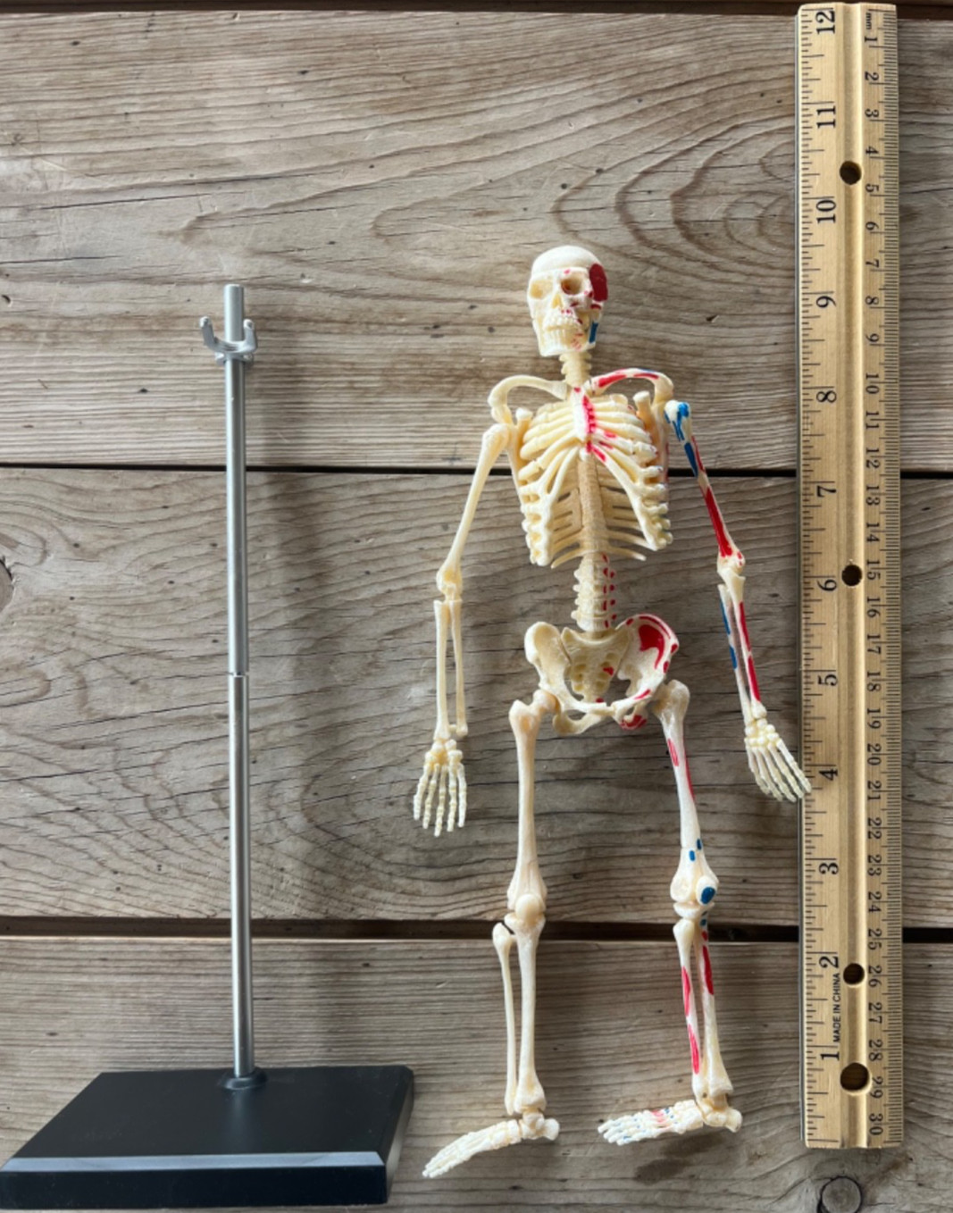 Human Anatomy Model Skeleton 41 Pieces Ages 8+ Learning Resources