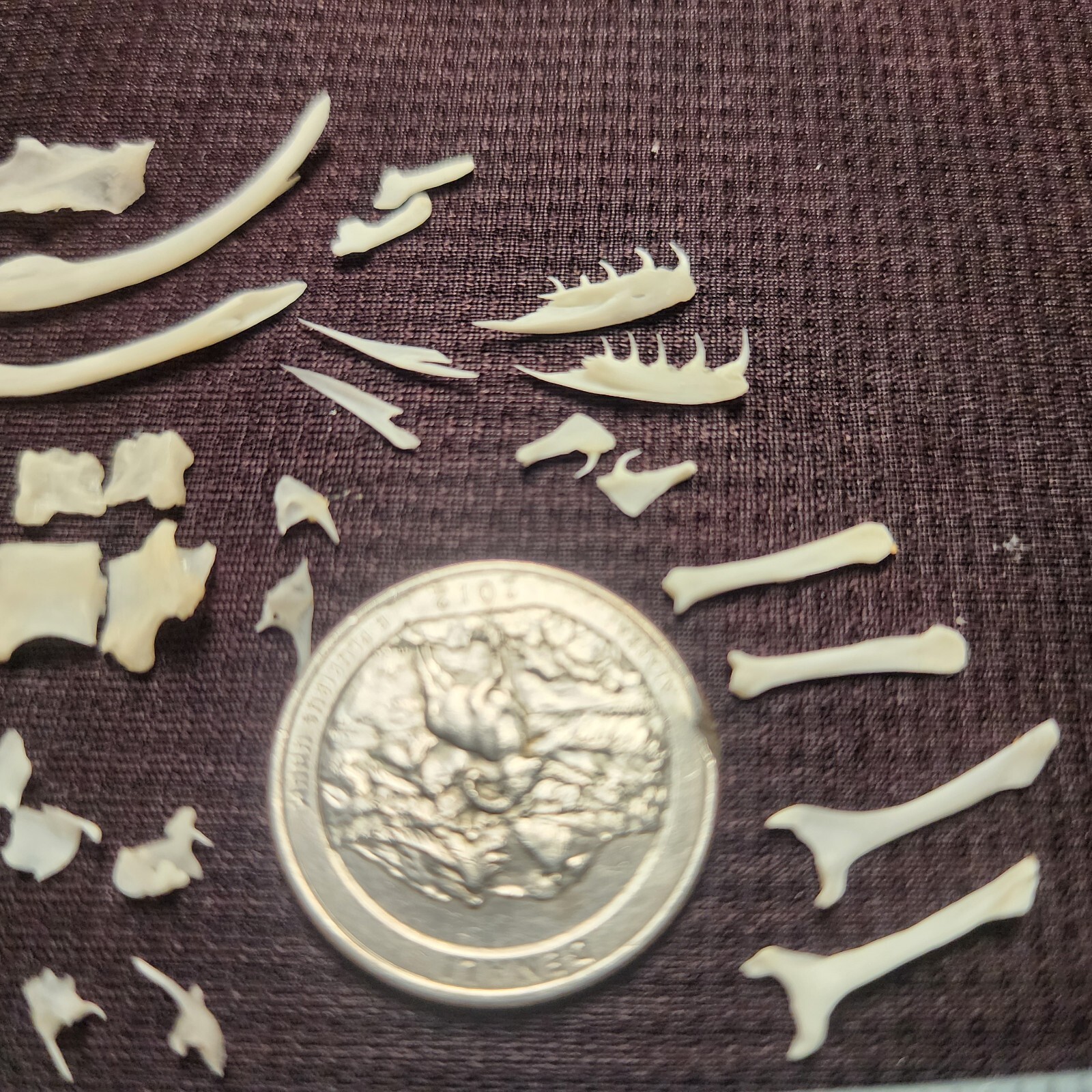 🔥Western Diamondback Rattlesnake Snake Skull Puzzle 34p FANGS SPECIMEN SK22