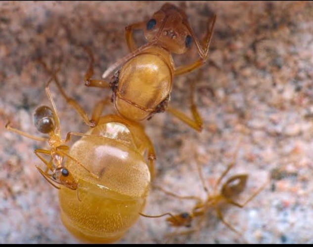 SPRING SALE! CARAMEL Myrmecocystus Mexicanus Colony~10w Queen Ant -Insect feeder