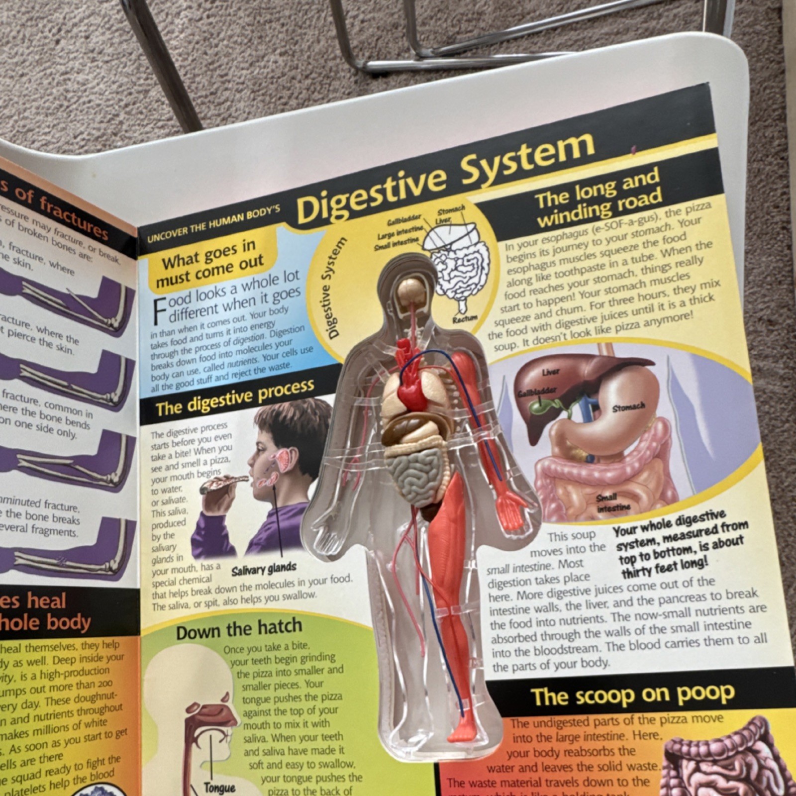Silver Dolphin Uncover the Human Body 3D Educational Book Ages 8 and Up