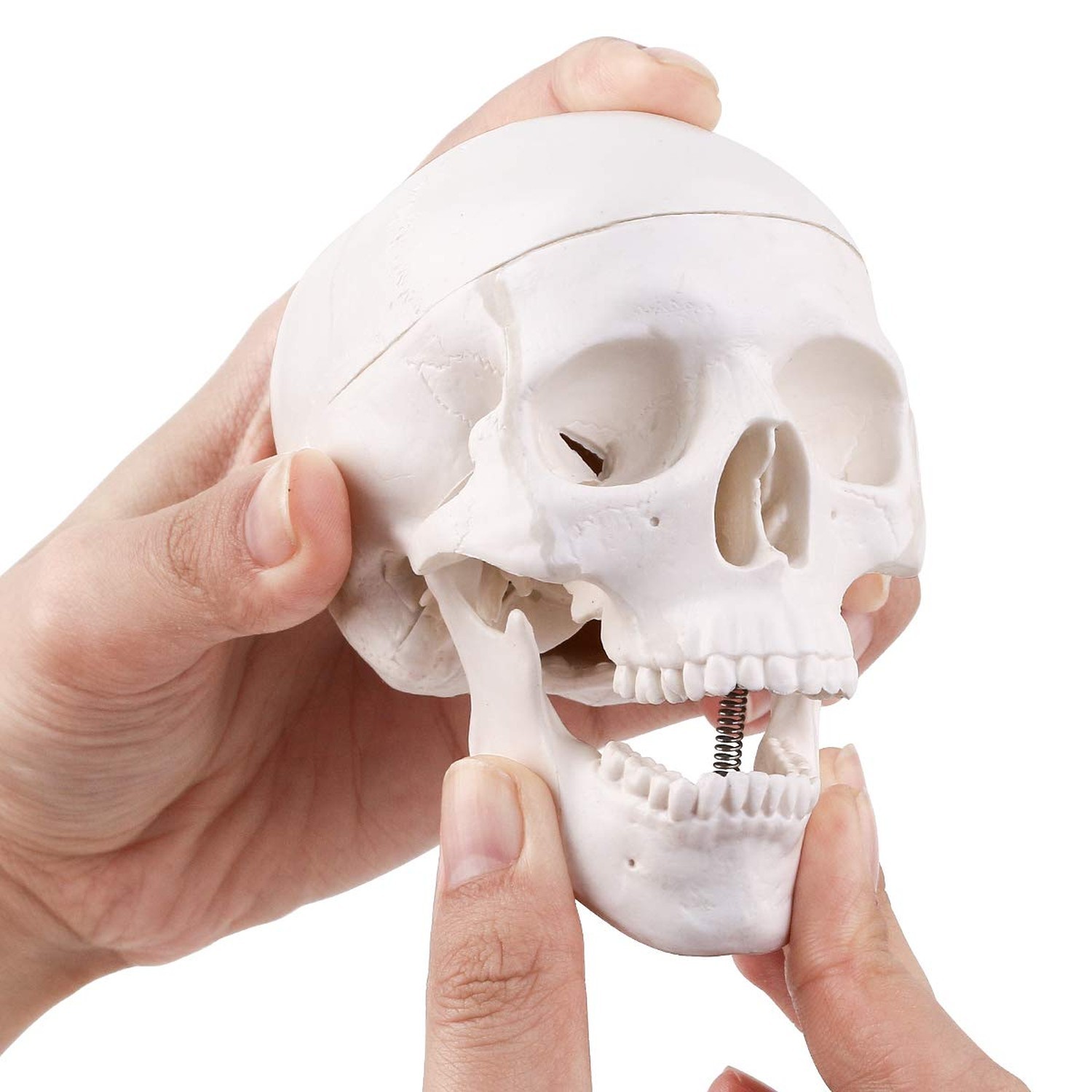 EUDDOO Mini Skull Model – 3 Parts Small Size Human Anatomical Anatomy Medical…