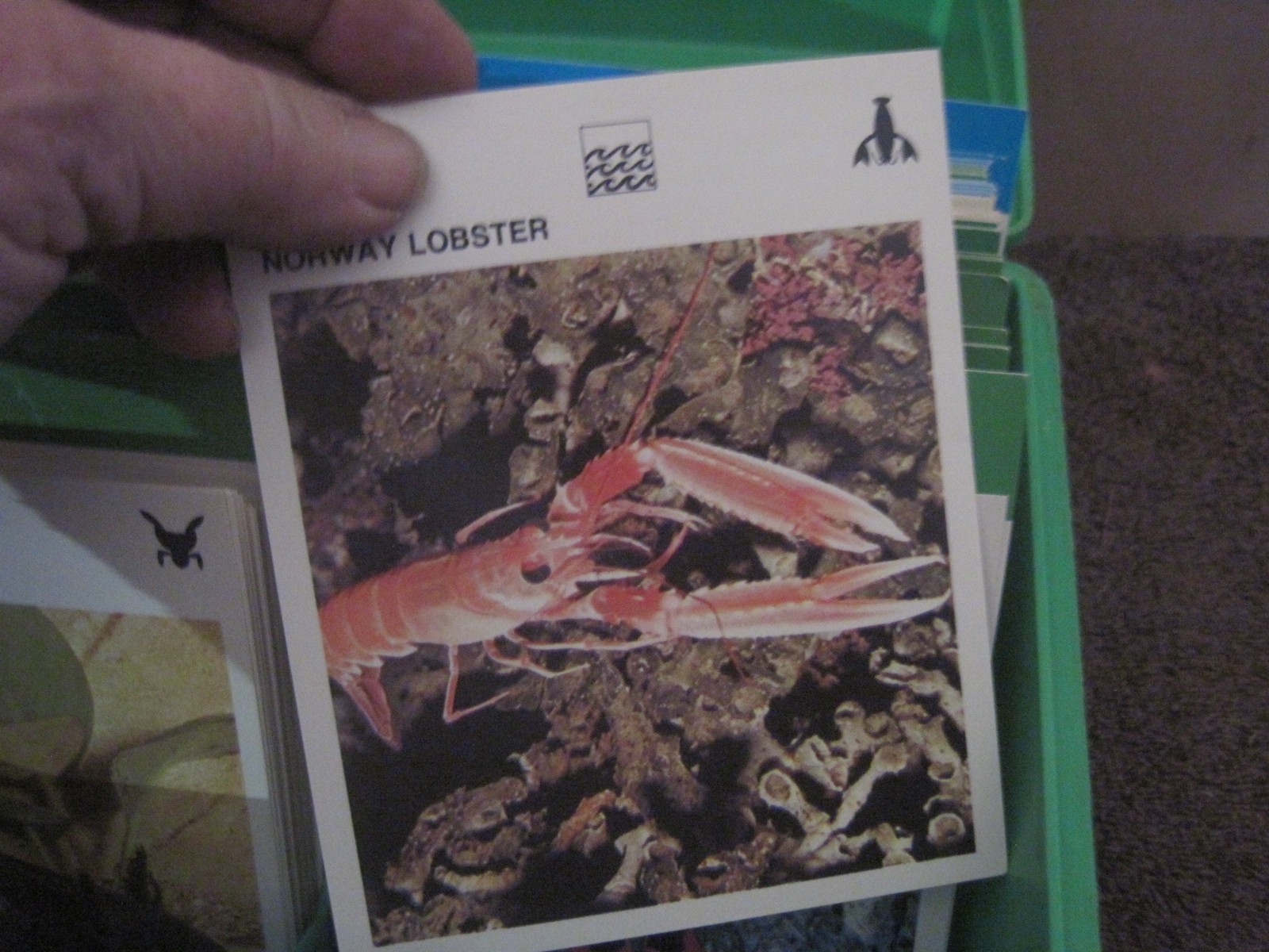1970’s Illustrated Wildlife Treasury Animal Fact Cards & Carrying Case 400+ card