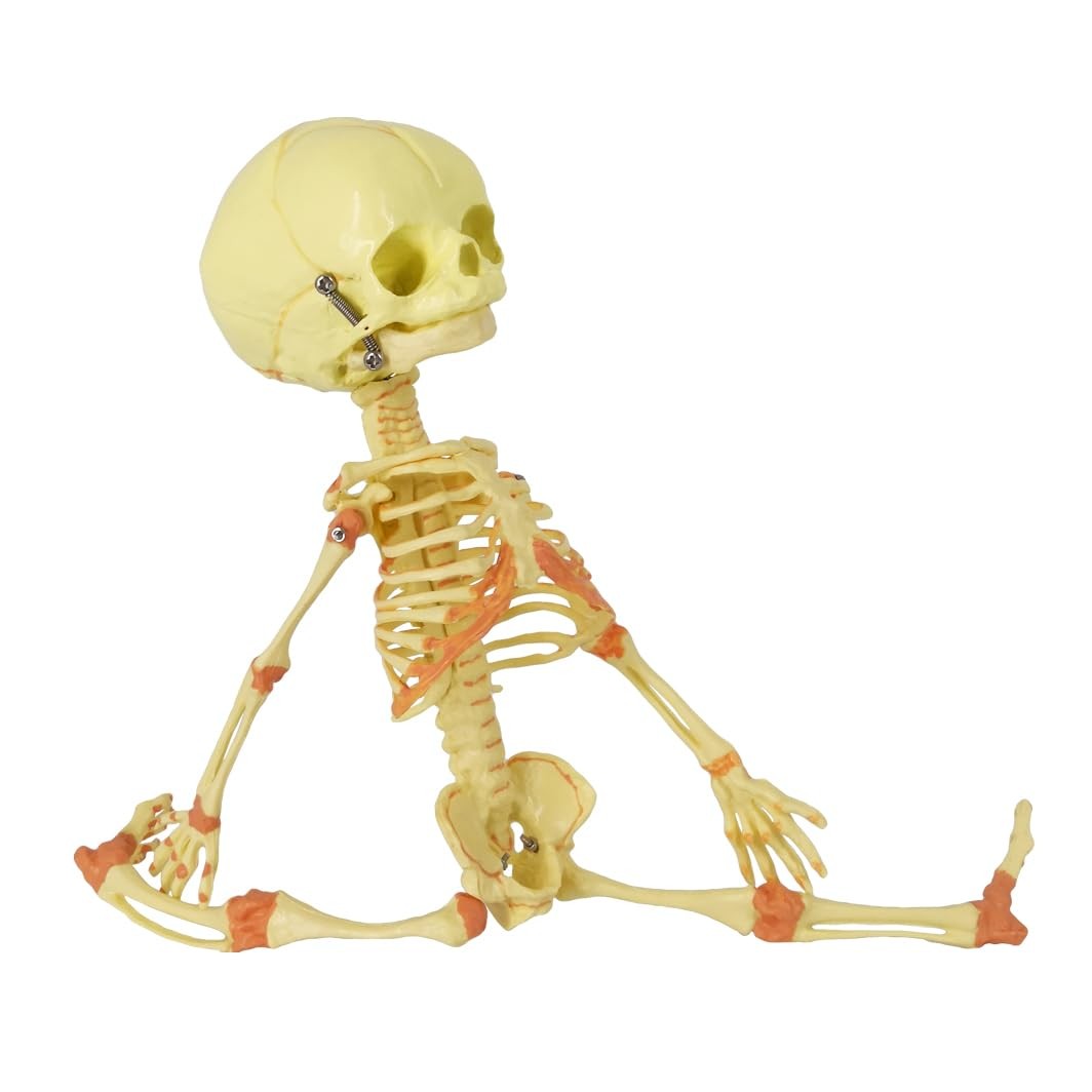 Human Fetus Skeleton, Single Head Human Newborn Baby Skeleton Model for Displ…