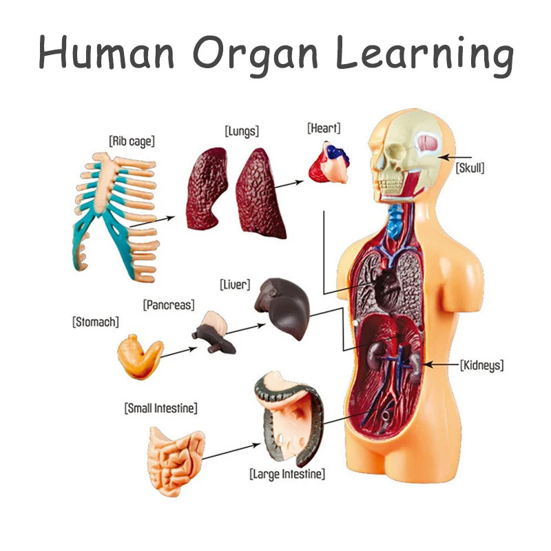 3D Human Body Torso Model Educational Assembly Learning DIY Toys Human Body Orga