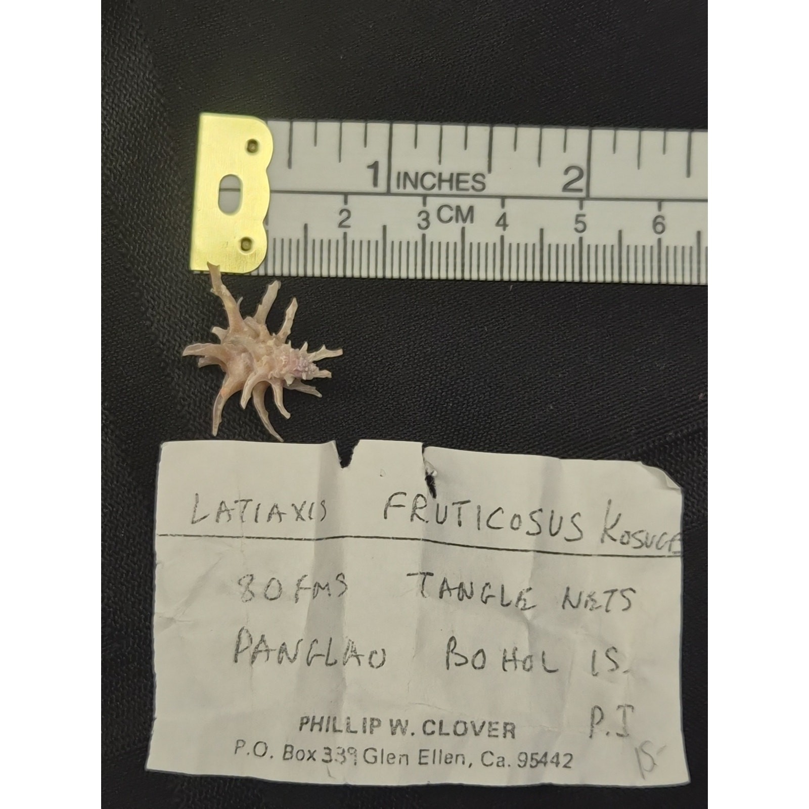 Latiaxis fruticosus 18mm Pink Spiny Shell Bohol Philippines w/ Label