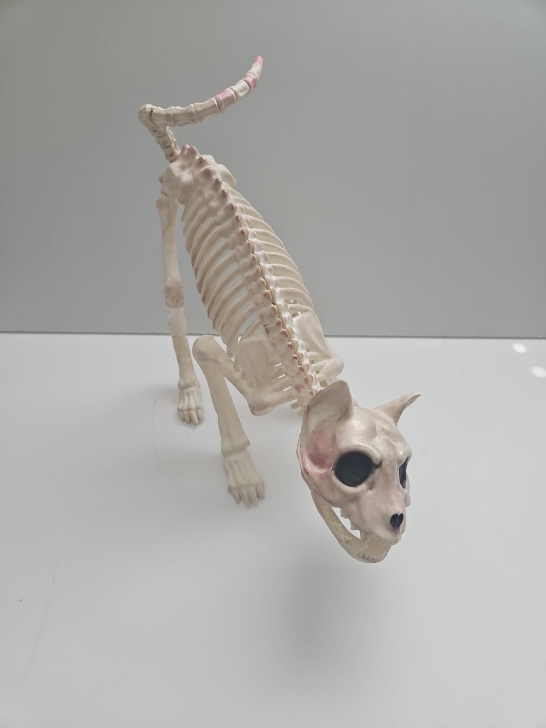 Halloween Scary Skeleton Decoration 1 PC Crouching Cat Skeleton Cat Skull Model