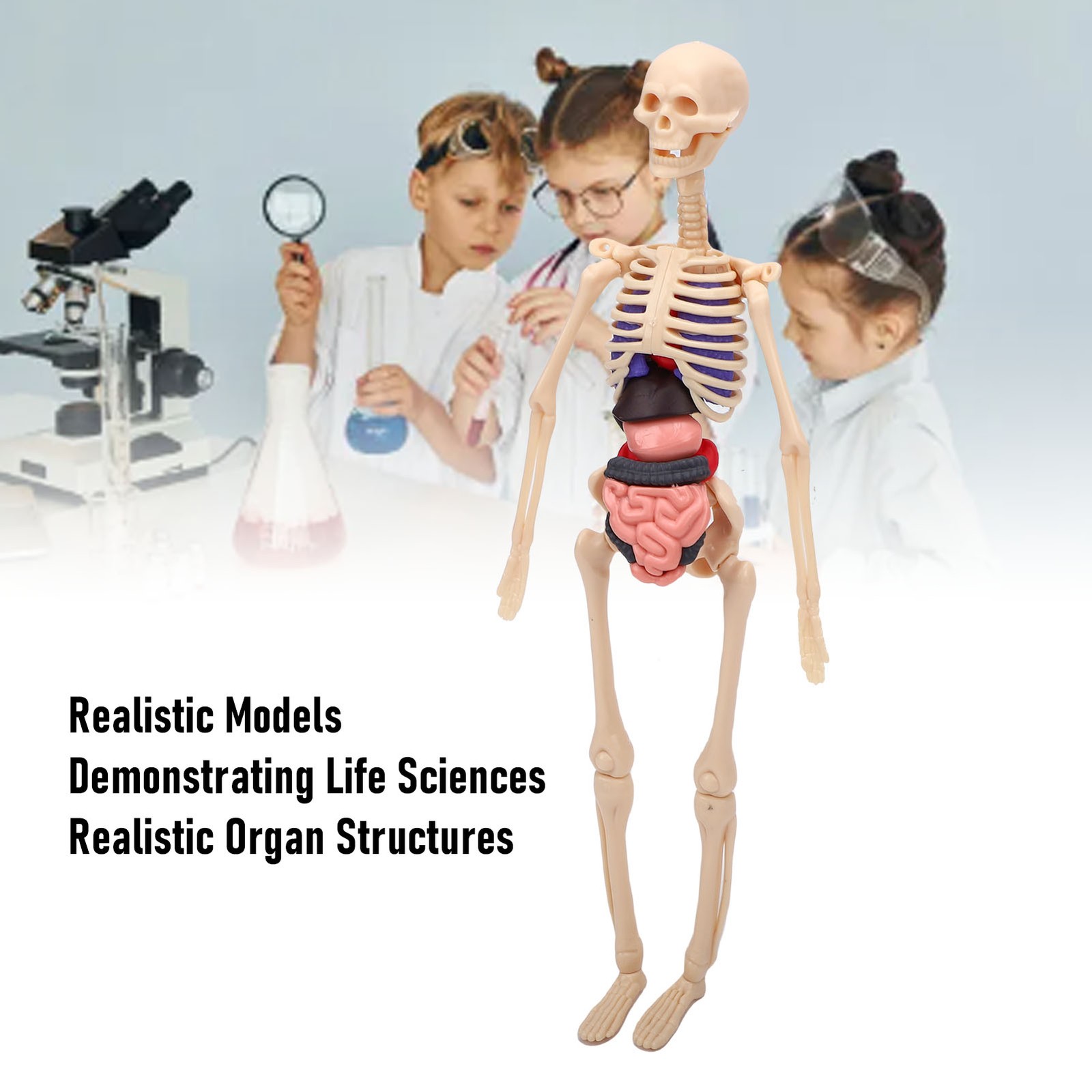 1-Clear Human Body Skeleton Model Kit 3D Human Anatomy Structure Model Kit