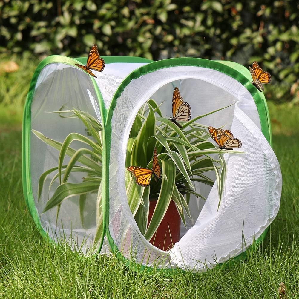 Insect and Cage Terrarium Pop-up 12 X 12 X 12 Inches
