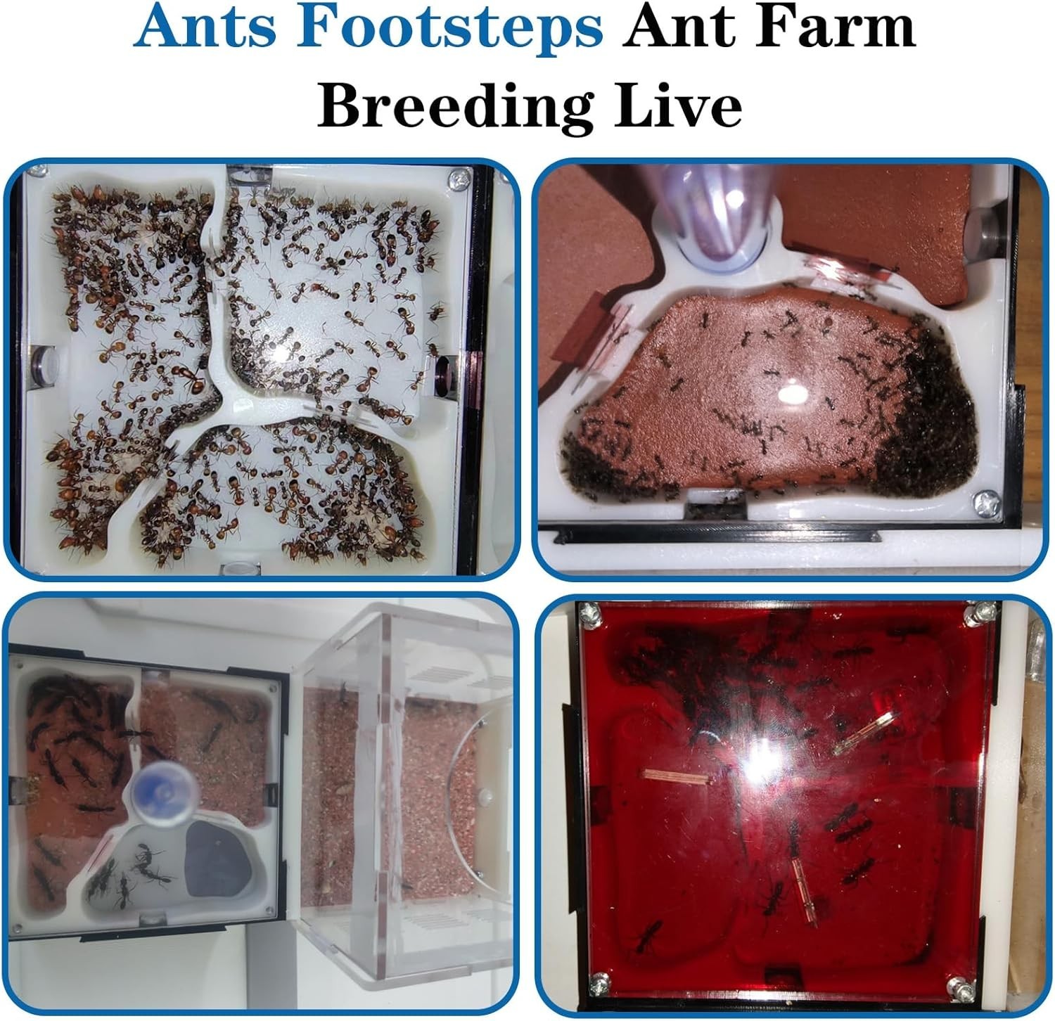Ant Farm Nest Science DIY Terrarium Kit Care for Live Ants Ant Habitat with Wate