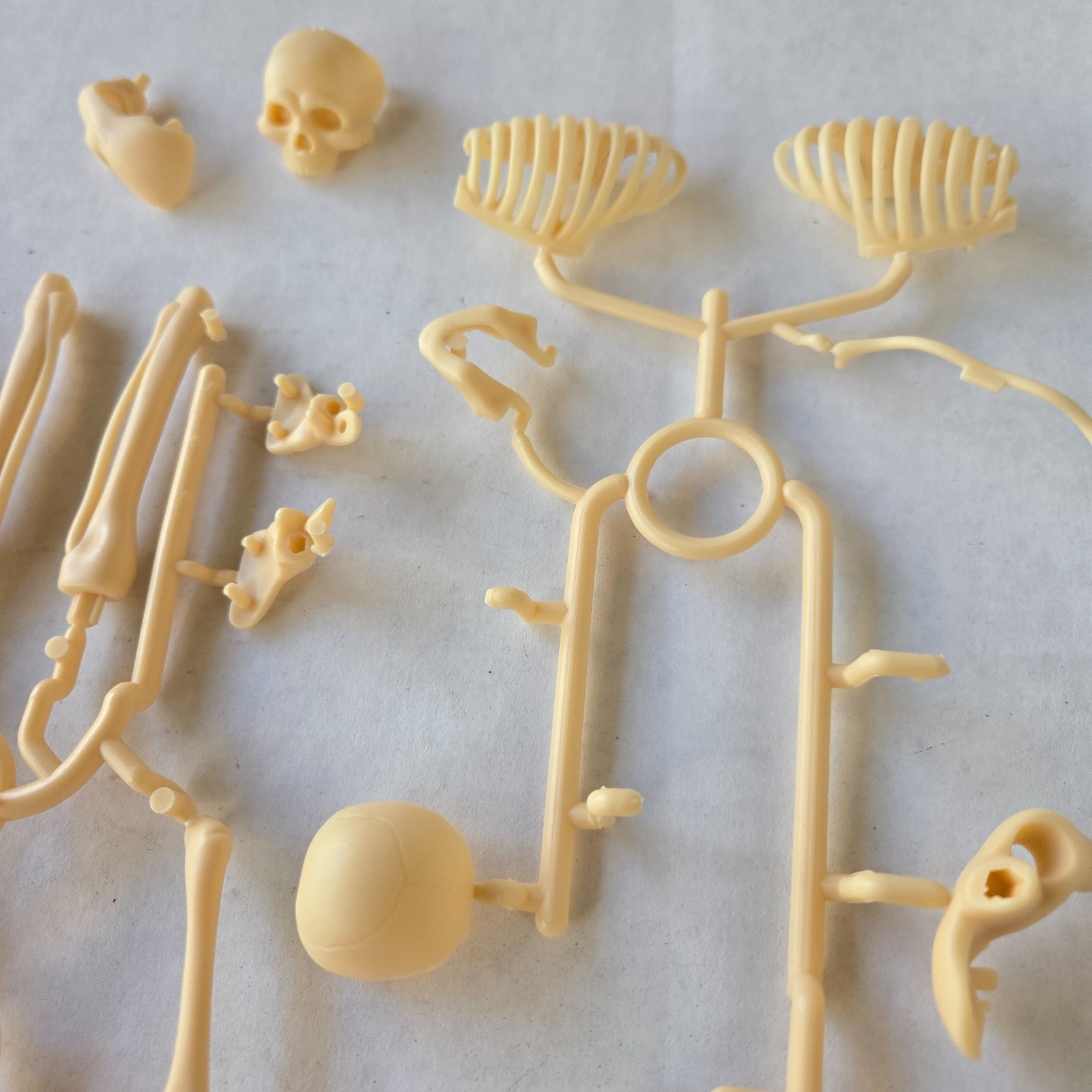 Human Anatomy Model Kit, 3D Detachable Body Parts Skeleton Viscera Organs