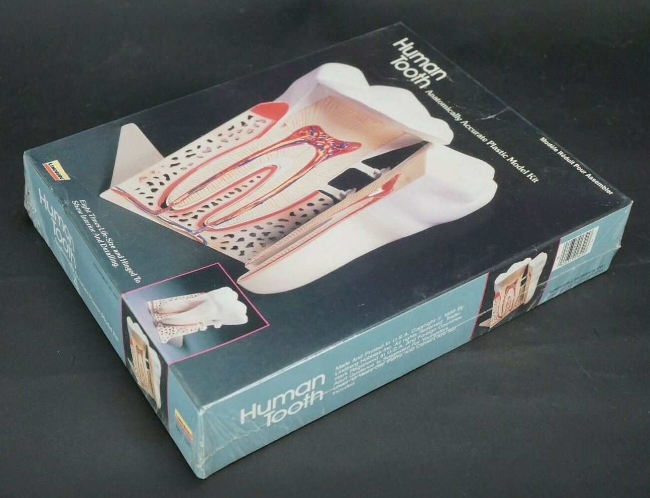 Vintage Lindberg Human Tooth 3D Scale Model Kit