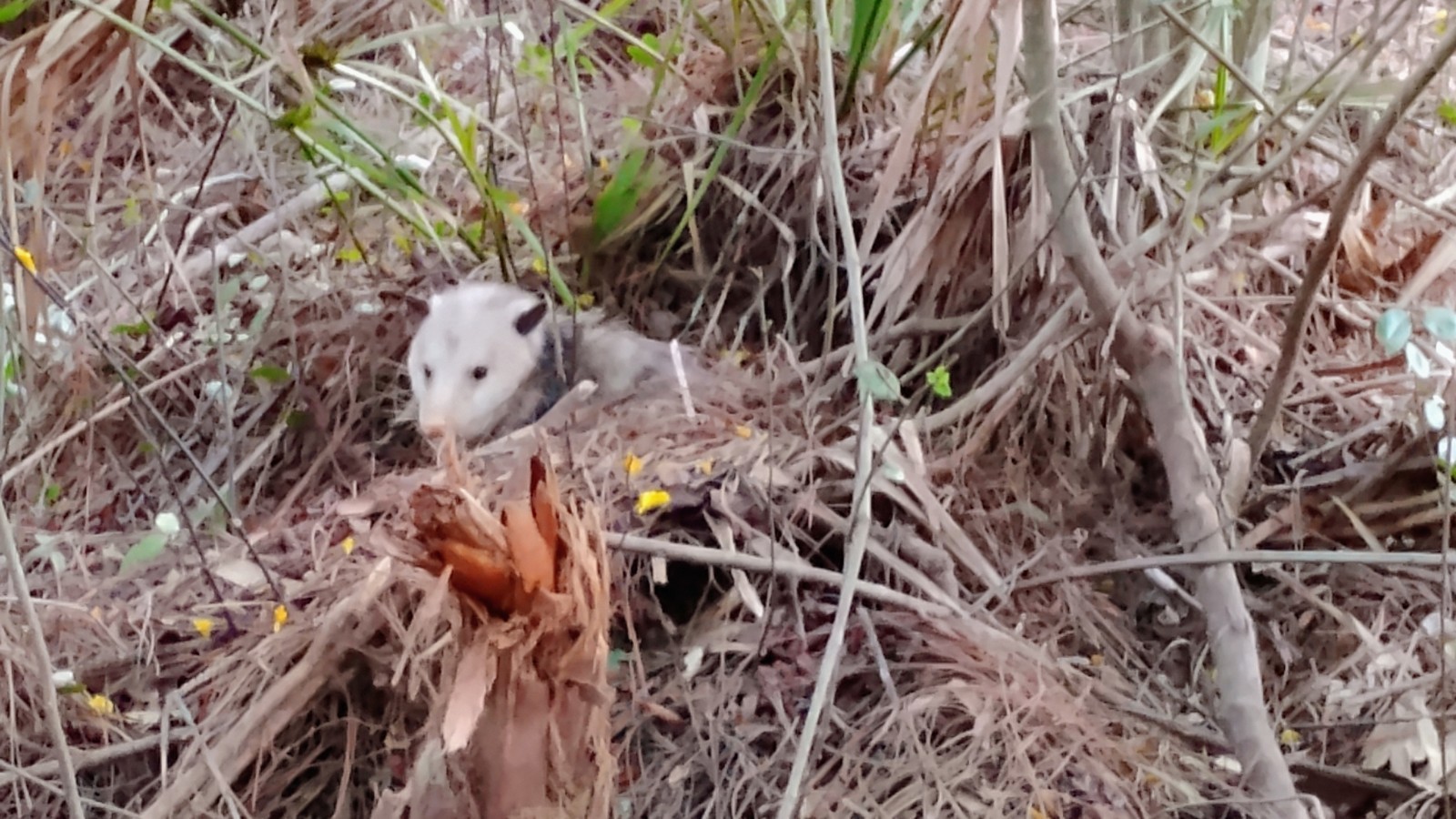 Possum