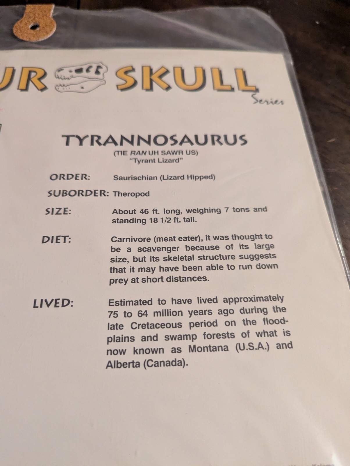 Dinosaur 3-D Paper Skull TYRANNOSAURUS Vintage 1993 Model Fossil New SEALED