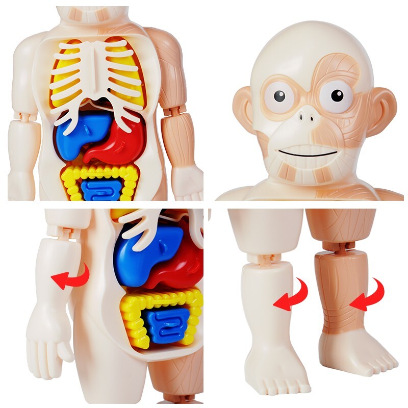 3D Human Body Organ Structure Anatomy Scientific Model Kit Education Toy for Kid