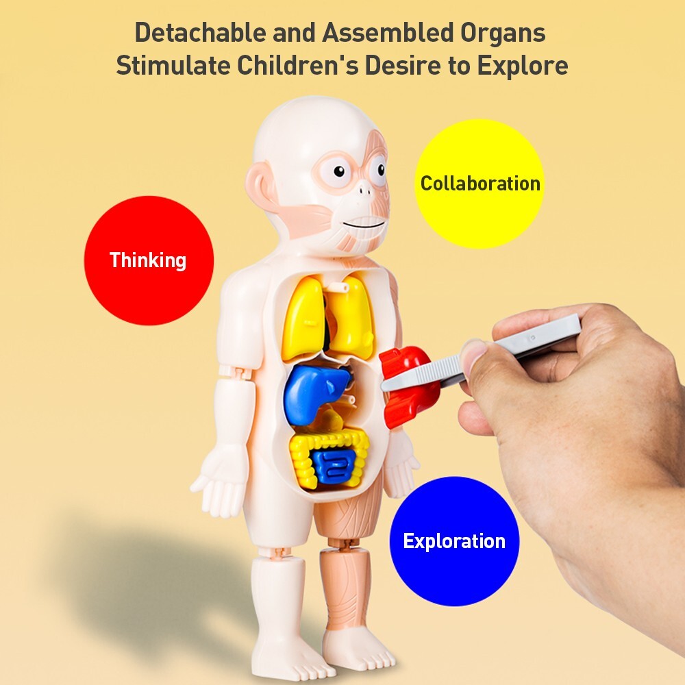 3D Human Body Organ Structure Anatomy Scientific Model Kit Education Toy for Kid
