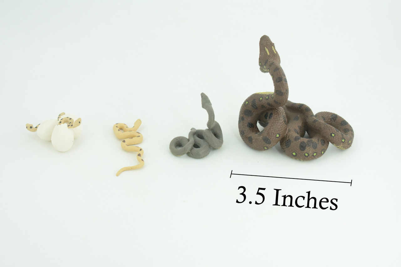Python Life Cycle, 4 Piece Toy Set, Realistic Rubber Model, 3 1/2″ CH990 BB215