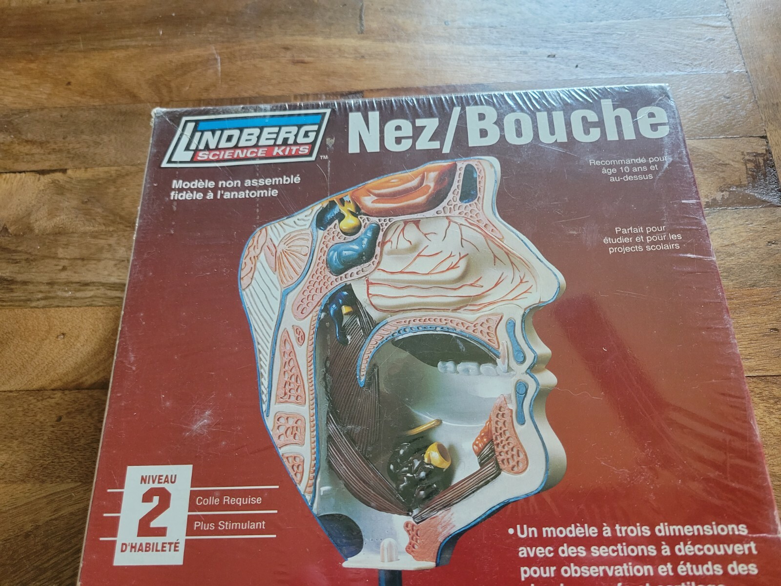 Lindberg Science Kits: Nose/Mouth Skill Level 2 New Unassembled Healthcare Model