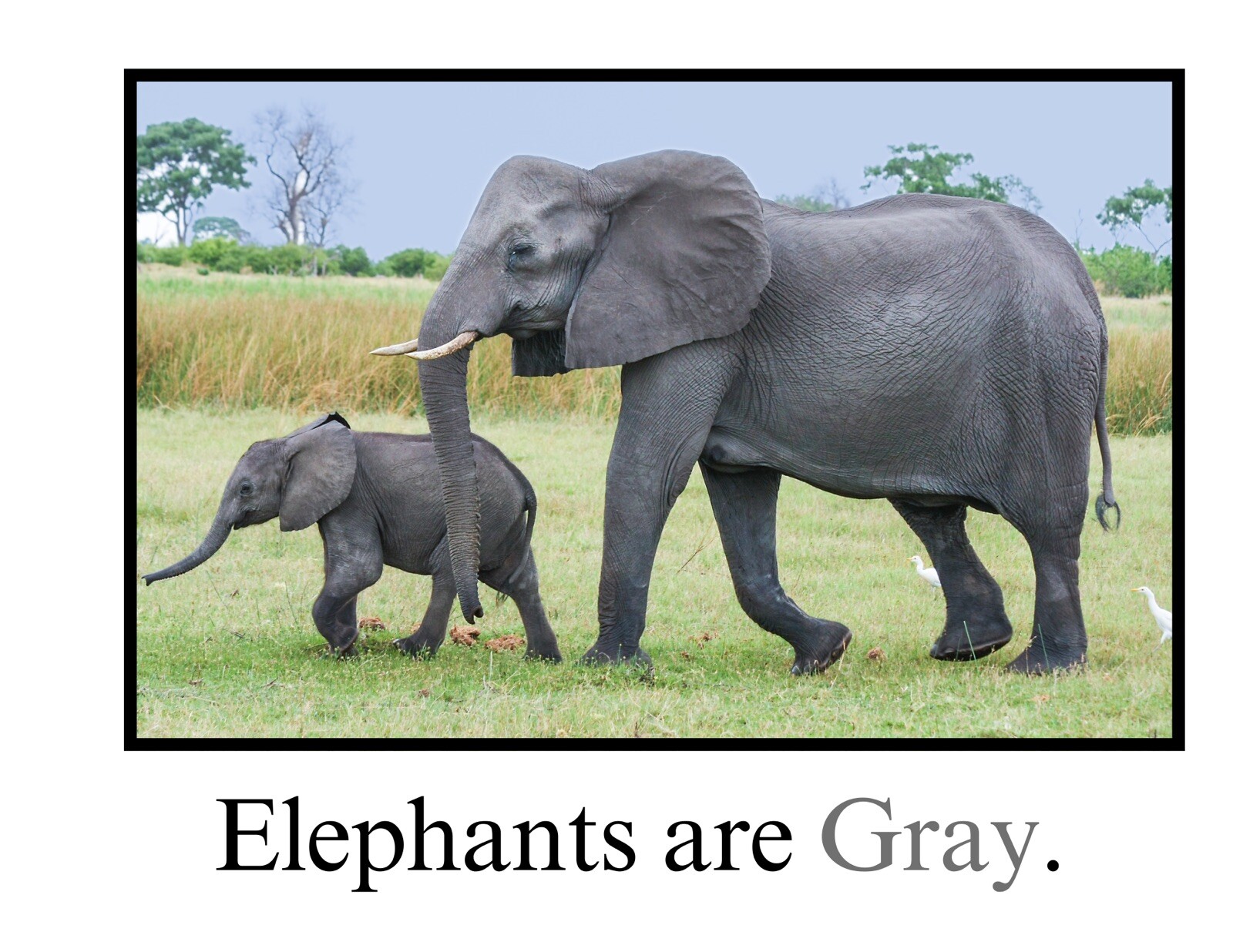 Gray | Guess Who Is Gray? | LEARNING COLORS | Spiral Bound Picture Book