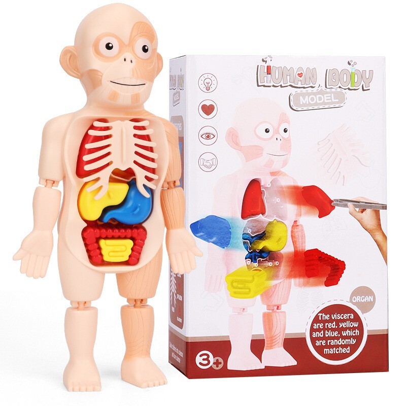 3D Human Body Organ Structure Anatomy Scientific Model Kit Education Toy for Kid