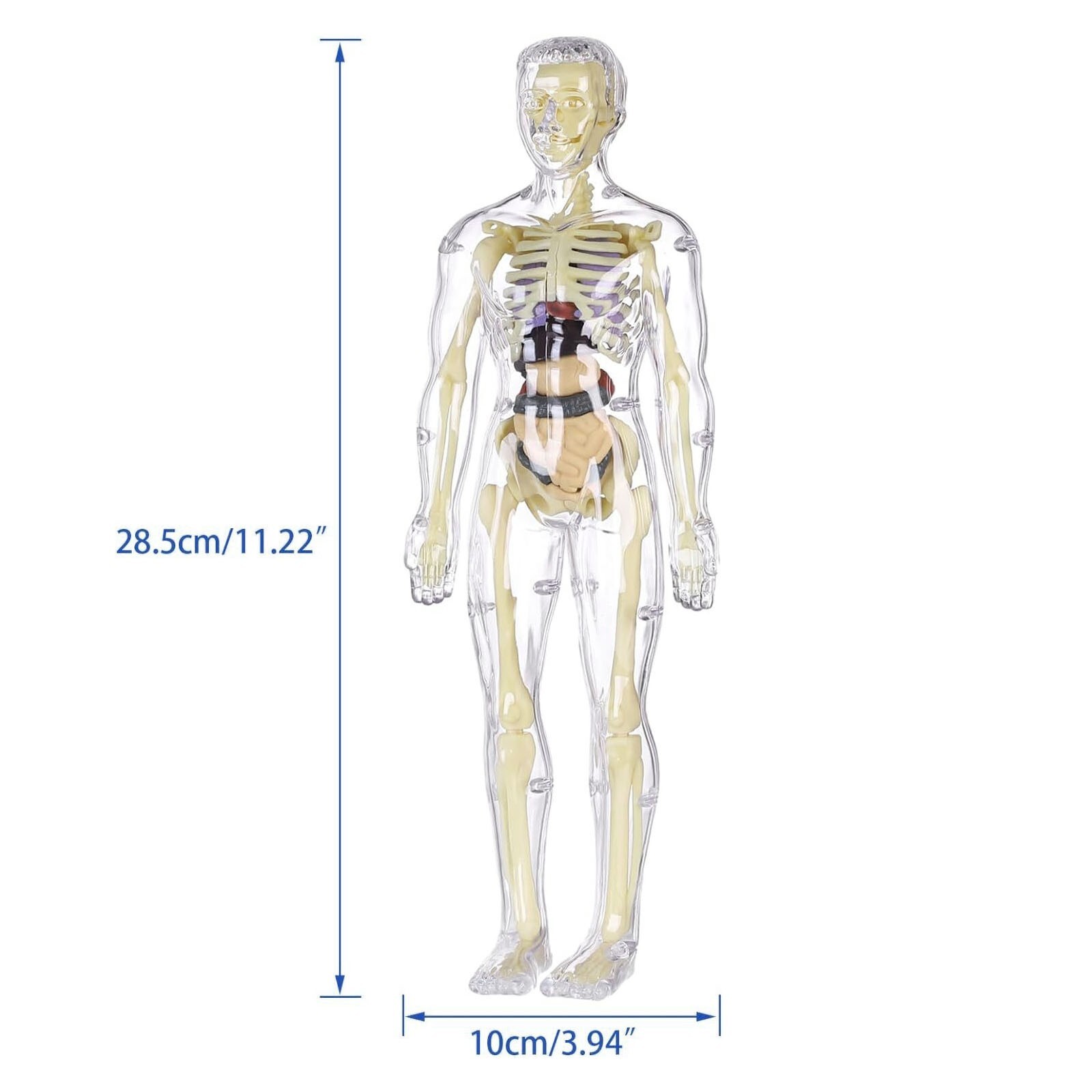 3D Human Body Anatomy Model Fully Transparent DIY Skeleton Toy for Kid Removable