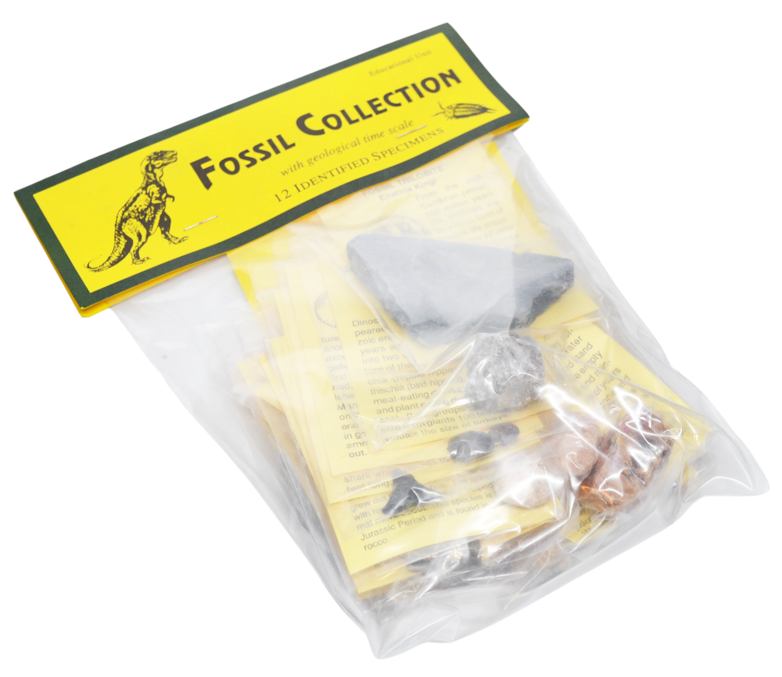 12 Piece Fossil Collection – Includes 12 Samples – Great For Kids Fossil Play –