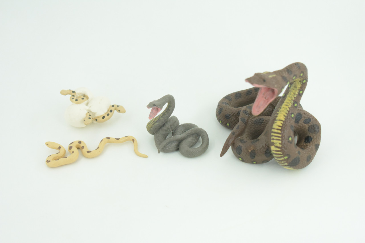 Python Life Cycle, 4 Piece Toy Set, Realistic Rubber Model, 3 1/2″ CH990 BB215