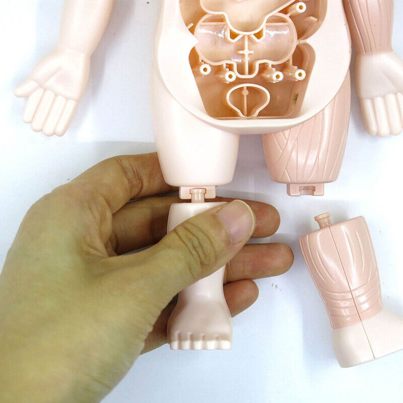 3D DIY Puzzle Human Body Anatomy Model Learning Organ Assembled Toy Body Organ y