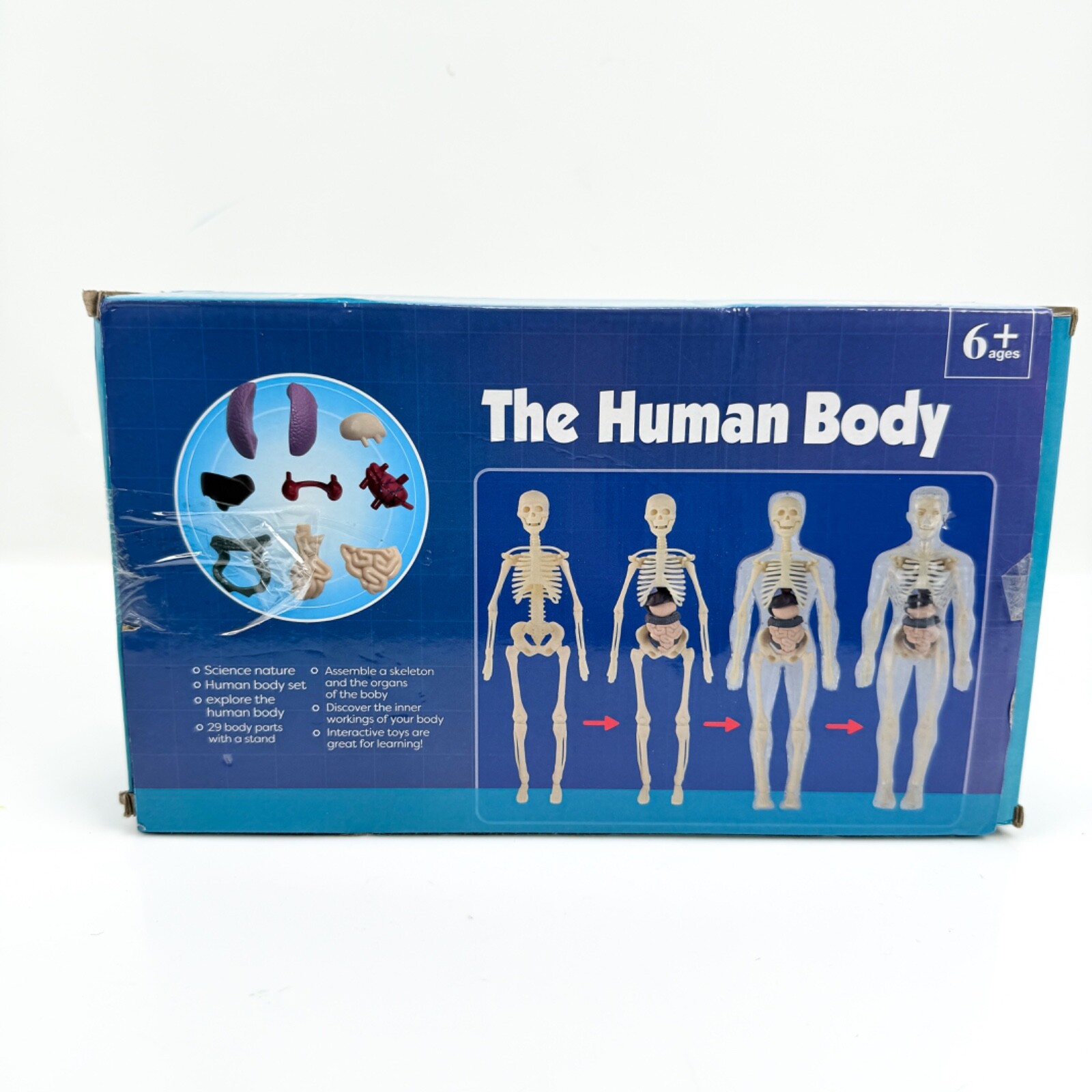 The Human Body 3D Anatomy Model For Children Torso Body Anatomy Transparent NEW