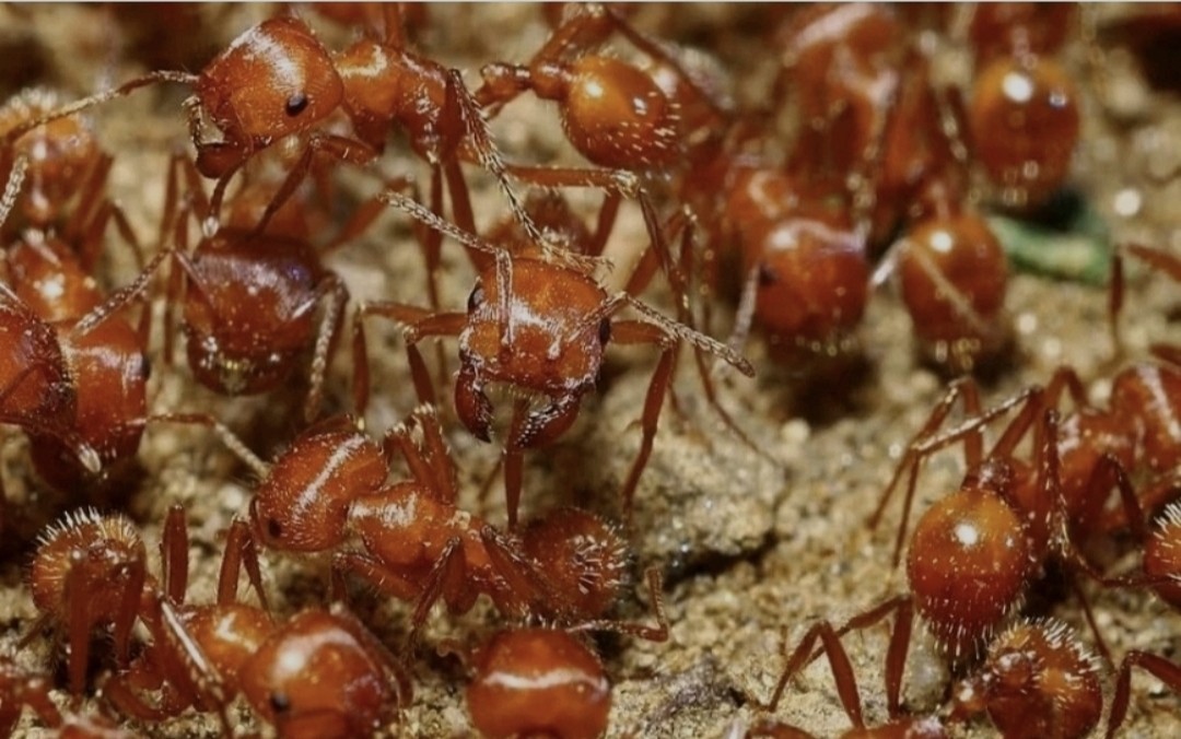 25++ Live Red Harvester Ants – Perfect For Ant Farms 🐜