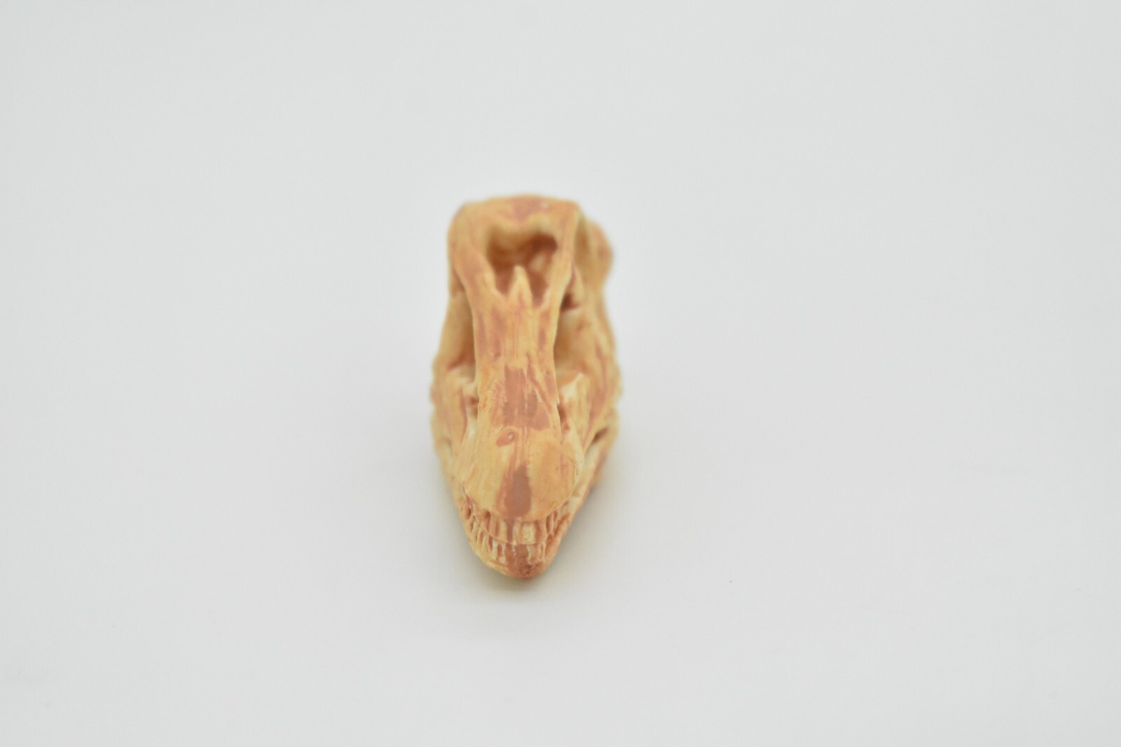 Diplodocus, Dinosaur Skull Fossil, Educational, Realistic Rubber Toy Model 1.5″