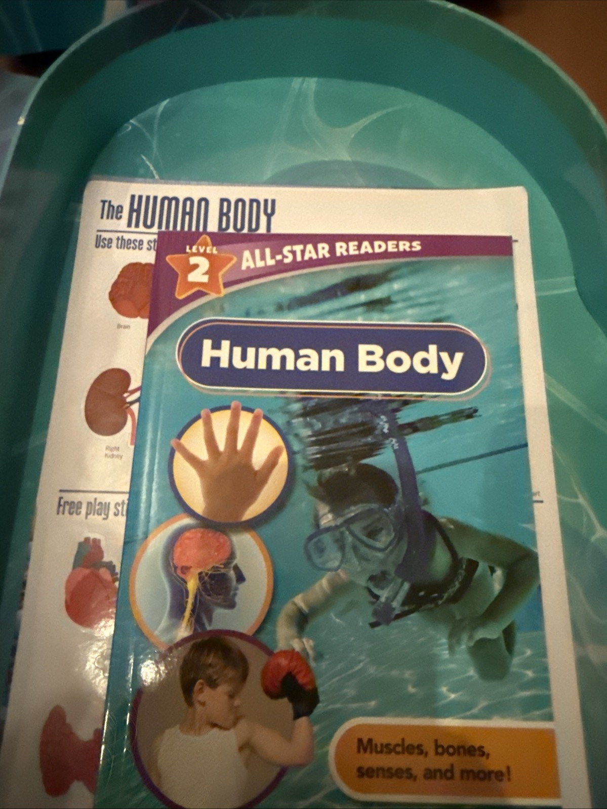 2021 Learning Adventures The Human Body 12” Skeleton, book, stickers, Poster