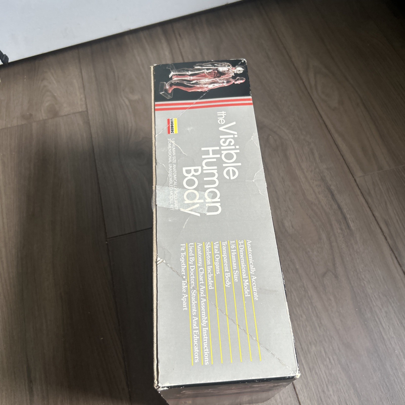 Lindberg Visible Human Body 1/6 human size 3D Model Kit No 71302