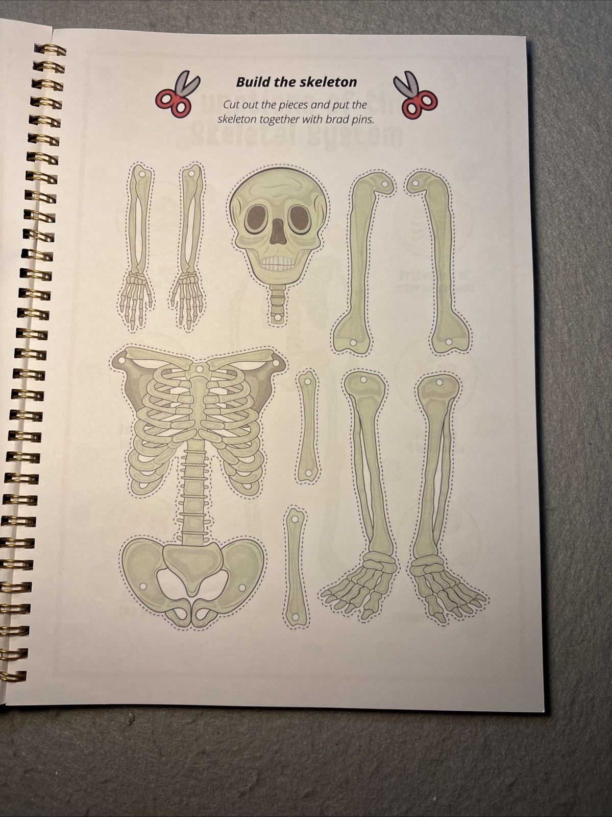Human Body Anatomy Busy Book for Kids Ages 4-8. Montessori Body Model
