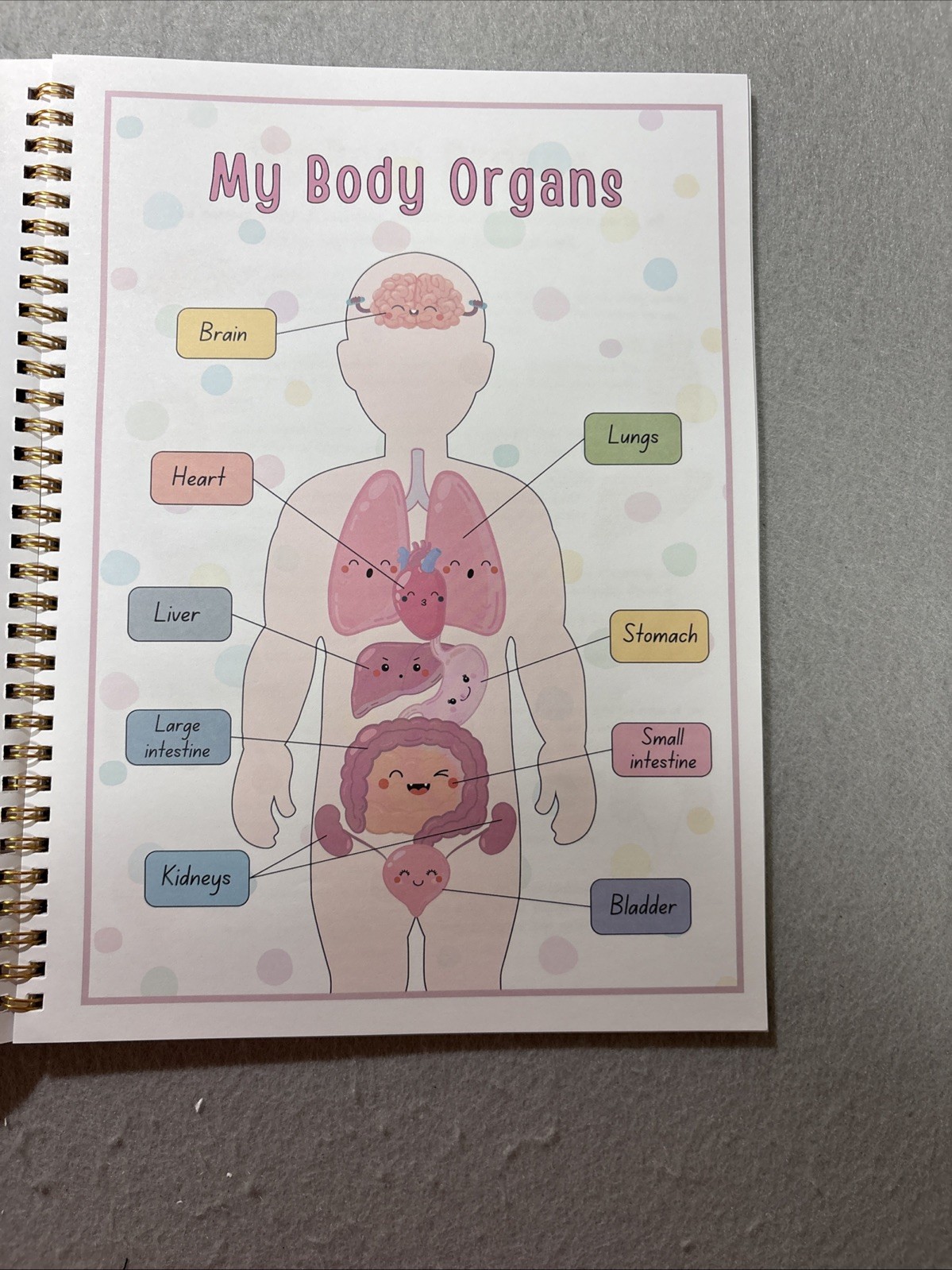 Human Body Anatomy Busy Book for Kids Ages 4-8. Montessori Body Model