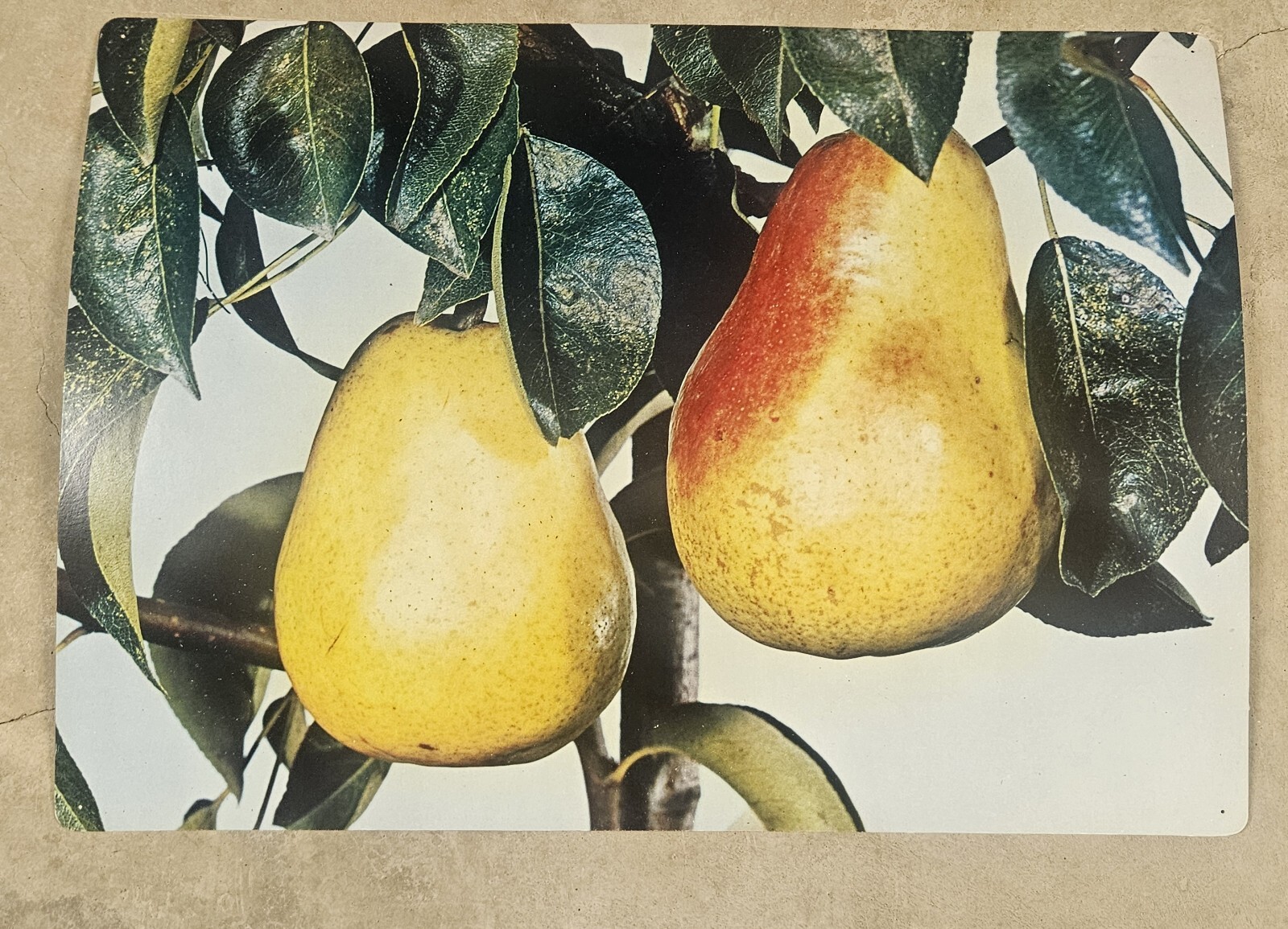 28 1960’s Educational Aids 18″x13″ Cards Erosion Fruit Farming Weather Butterfly