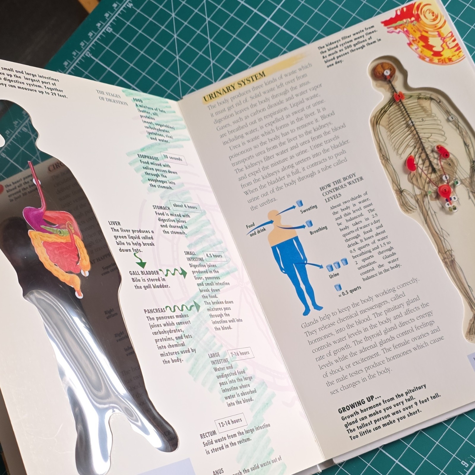 Running Well Books The Human Body See-Through Educational Book 8-11 Years
