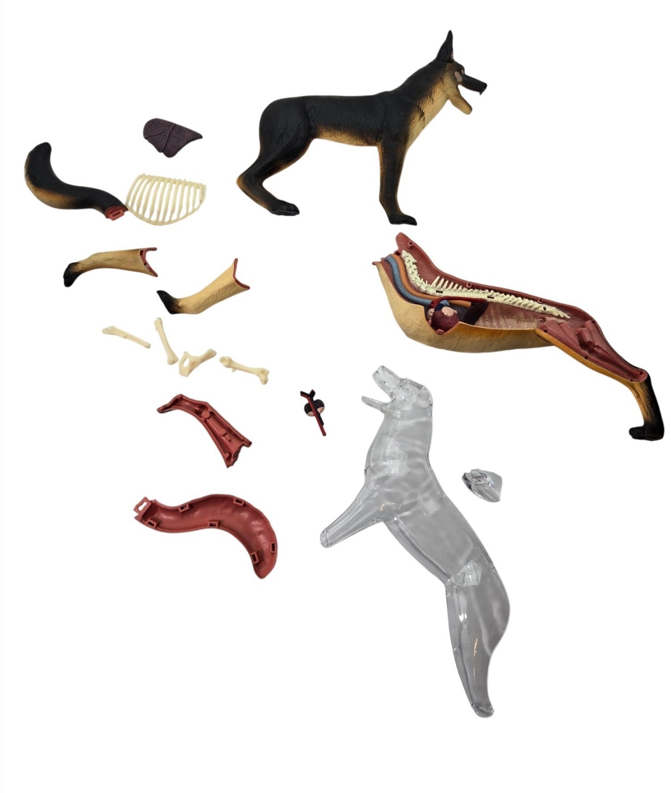 4D German Shepherd Dog Anatomy Educational Model**Replacement Not Complete