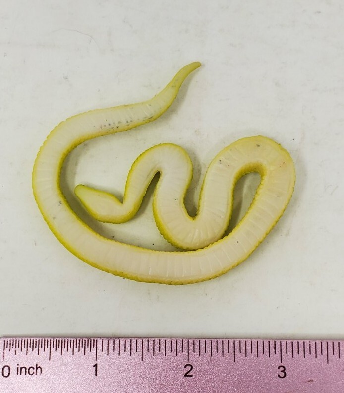 Snake Green Python 3″ Wild Animal Educational Toy Figure